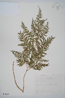 小葉複葉耳蕨藏品圖，第1張