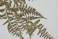 小葉複葉耳蕨藏品圖，第3張