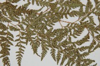 小葉複葉耳蕨藏品圖，第4張