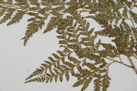 小葉複葉耳蕨藏品圖，第5張