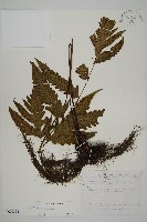 蛇脈三叉蕨藏品圖，第1張