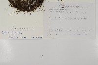 蛇脈三叉蕨藏品圖，第5張