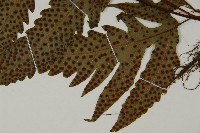 蛇脈三叉蕨藏品圖，第7張