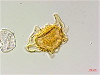蛇脈三叉蕨藏品圖，第3張