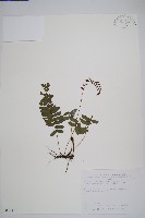 刺蕨藏品圖，第1張