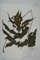 蛇脈三叉蕨藏品圖，第1張