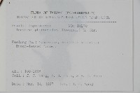 蛇脈三叉蕨藏品圖，第2張