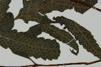 蛇脈三叉蕨藏品圖，第4張