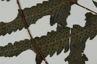 蛇脈三叉蕨藏品圖，第5張