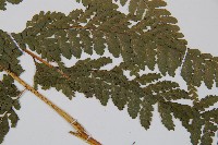 粗毛鱗蓋蕨藏品圖，第3張