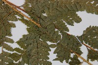 粗毛鱗蓋蕨藏品圖，第4張