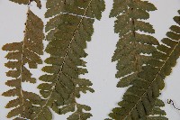 粗毛鱗蓋蕨藏品圖，第5張