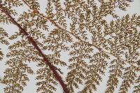 台灣小膜蓋蕨藏品圖，第2張