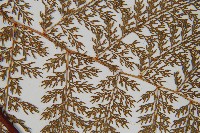 台灣小膜蓋蕨藏品圖，第3張