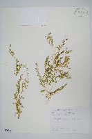 疏葉卷柏藏品圖，第1張