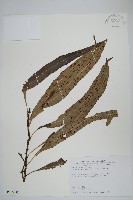 波氏星蕨藏品圖，第1張