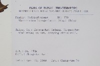 波氏星蕨藏品圖，第2張