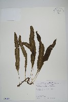 波氏星蕨藏品圖，第1張