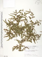 海金沙藏品圖，第1張