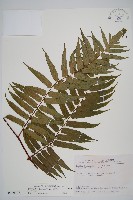 鬼桫欏藏品圖，第1張