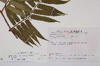 鬼桫欏藏品圖，第2張