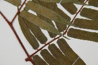 鬼桫欏藏品圖，第3張