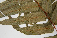 鬼桫欏藏品圖，第5張