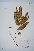 細柄雙蓋蕨藏品圖，第1張