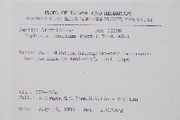 細柄雙蓋蕨藏品圖，第2張