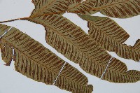 細柄雙蓋蕨藏品圖，第3張