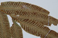 細柄雙蓋蕨藏品圖，第4張