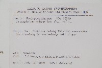 新月蕨藏品圖，第2張