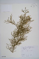 過山龍藏品圖，第1張