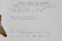 日本狗脊蕨藏品圖，第2張