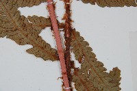 日本狗脊蕨藏品圖，第3張