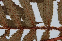 日本狗脊蕨藏品圖，第4張