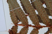 日本狗脊蕨藏品圖，第5張