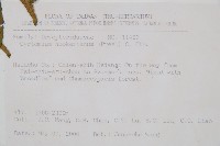 狹葉貫眾蕨藏品圖，第2張