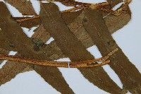 狹葉貫眾蕨藏品圖，第3張