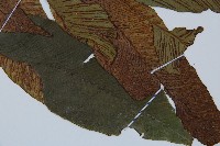 細柄雙蓋蕨藏品圖，第3張