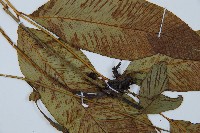 細柄雙蓋蕨藏品圖，第4張