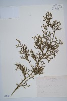 過山龍藏品圖，第1張