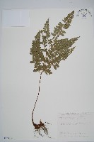 斜方複葉耳蕨藏品圖，第1張