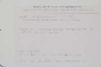 斜方複葉耳蕨藏品圖，第2張