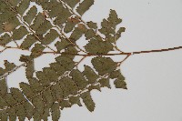 斜方複葉耳蕨藏品圖，第3張