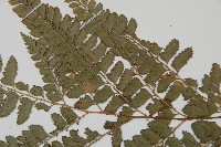 斜方複葉耳蕨藏品圖，第4張