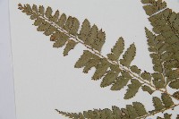 斜方複葉耳蕨藏品圖，第5張