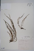 姬書帶蕨藏品圖，第1張