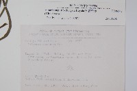 姬書帶蕨藏品圖，第2張