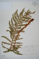 尖葉耳蕨藏品圖，第1張